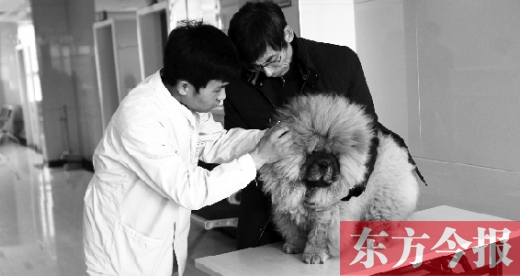 在一家大型寵物醫(yī)院里，生病的狗狗正在接受治療