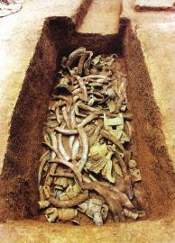 　　1月15日,青關(guān)山發(fā)掘出的大量象牙。攝影張磊　