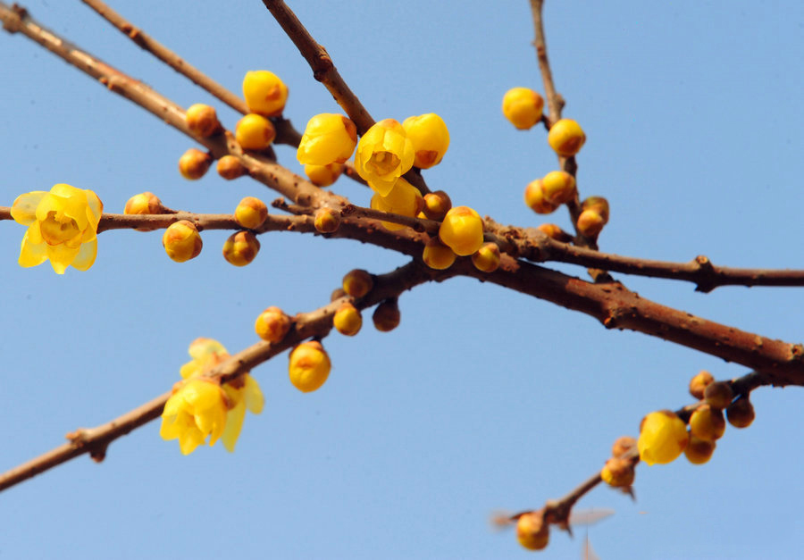 綠博園臘梅盛開(kāi)香滿園 俏立枝頭待客來(lái)