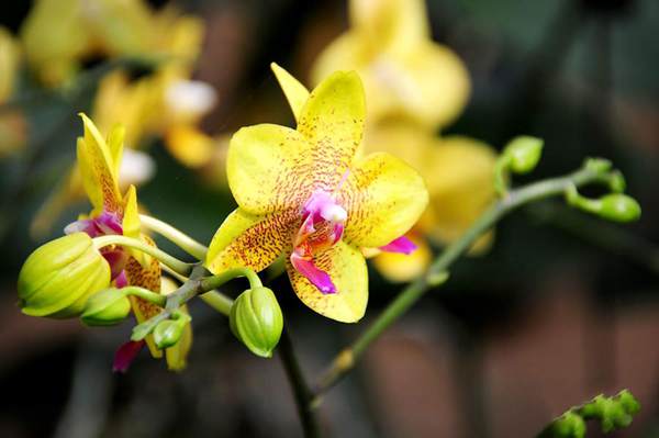 過(guò)年7天樂(lè)，老家河南春節(jié)享樂(lè)全攻略