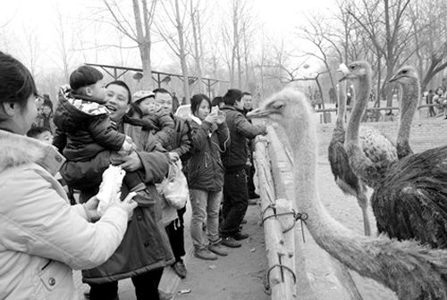 十萬(wàn)游客踏青鄭州金鷺鴕鳥園（圖）