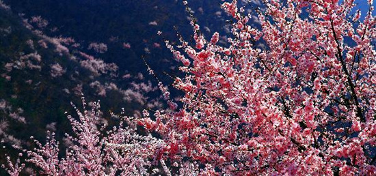 撿垃圾換玫瑰 女人節(jié) 愛在神農(nóng)山！