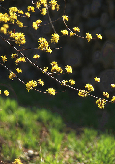 有一種呼喚，叫春天里的蟒河！