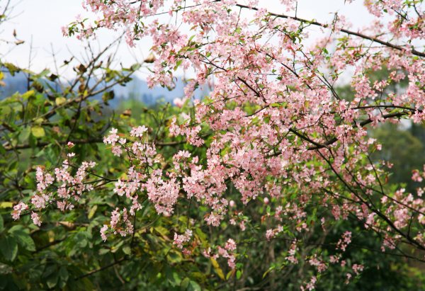 春享峨眉，樂(lè)游其中，且玩且珍惜