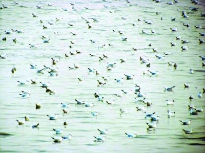 網(wǎng)友拍下壯觀一幕 萬(wàn)千候鳥(niǎo) "組團(tuán)" 游長(zhǎng)江(圖) 網(wǎng)友拍下壯觀一幕 萬(wàn)千候鳥(niǎo) "組團(tuán)" 游長(zhǎng)江(圖)