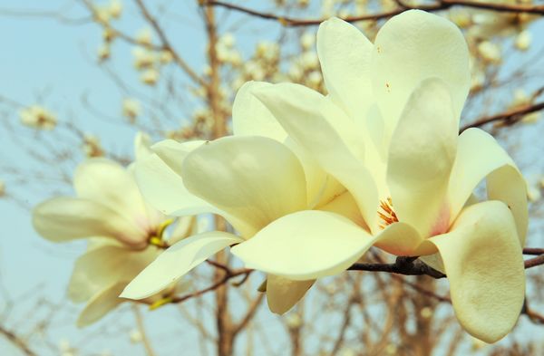 白玉蘭和紫玉蘭歡迎您 白玉蘭和紫玉蘭歡迎您