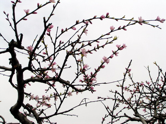 安陽(yáng)內(nèi)黃萬(wàn)畝桃花綻放四月天