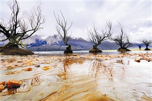 春季攝影亮點(diǎn):紅樹 春季攝影亮點(diǎn):紅樹