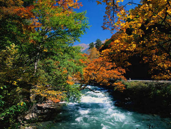 長白山豐林保護區(qū)