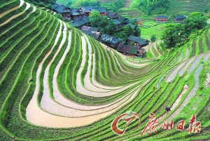 　　龍勝梯田錯(cuò)落有致。