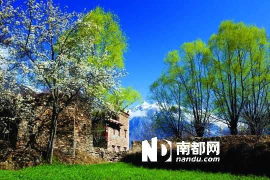 　　三月里,川西北的梨花盛放,寨子、碉樓、梨花……構(gòu)成最美的丹巴風(fēng)光。