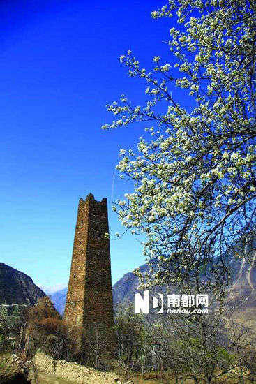 　　丹巴的碉樓與梨花互相輝映。