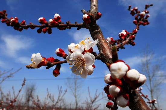 河南賞杏花:春色滿園關(guān)不住 一枝紅杏出墻來 河南賞杏花:春色滿園關(guān)不住 一枝紅杏出墻來