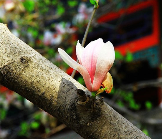 2013年潭柘寺玉蘭賞花節(jié) 2013年潭柘寺玉蘭賞花節(jié)