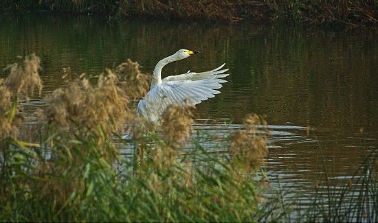 首批白天鵝飛臨三門峽越冬 數(shù)月內仍陸續(xù)降臨