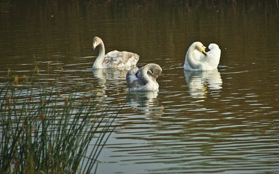 首批白天鵝飛臨三門峽越冬 數(shù)月內仍陸續(xù)降臨