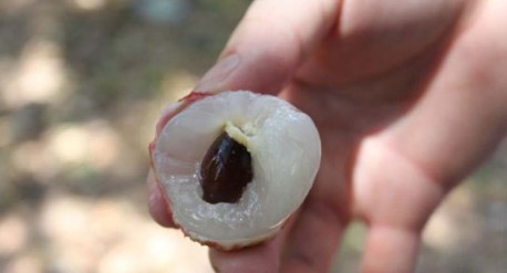 　　這就是傳說中的瓤肉瑩白如冰雪,漿液甘酸如醴酪。大家一下就摘了半筐。