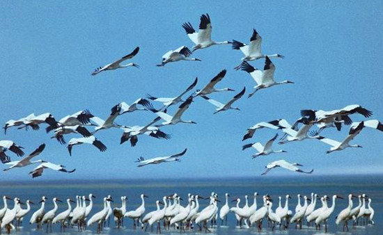 冬季觀鳥正當(dāng)時:捕捉美麗 拍攝優(yōu)雅