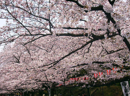 3月尋春記 賞櫻浪漫游 3月尋春記 賞櫻浪漫游