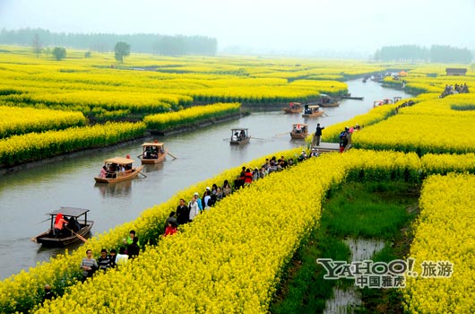 　　興化的油菜花最讓人心醉,因為沒有一個地方能把油菜花和水景結(jié)合得如此到位。(圖片來源:CFP)