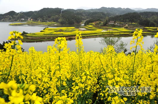 　　成片的油菜花同時開放,置身于其中,會感受到色彩給人的震撼和陶醉。(圖片來源:CFP)