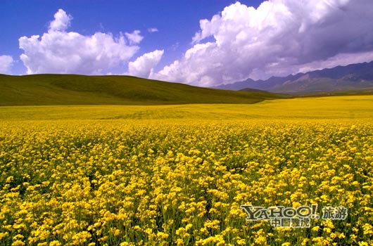 　　青海門源的油菜花景色甚為壯觀,十足的西部風味。(圖片來源:CFP)