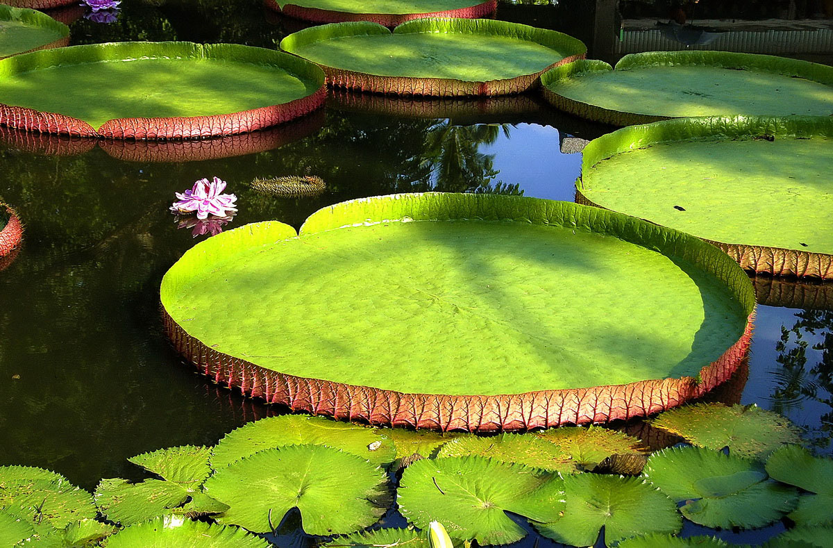 鄭州紫荊山公園王蓮開(kāi)花了
