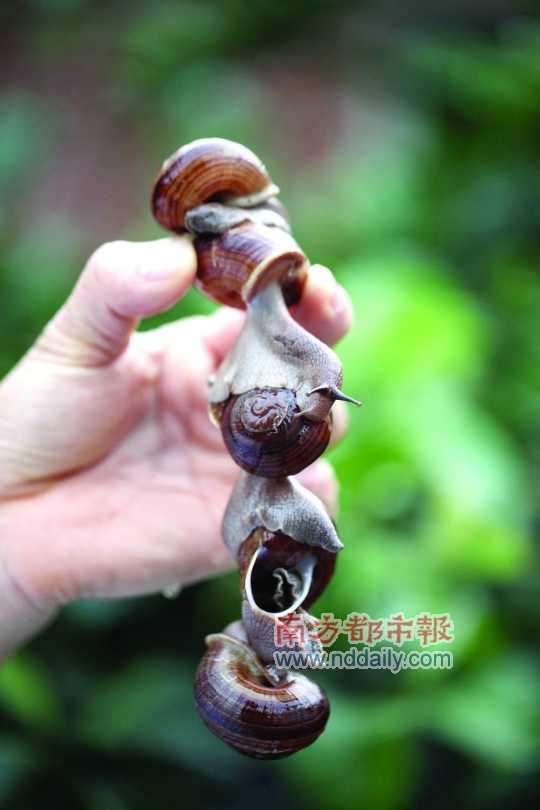 廣西的野生蝸牛追求原汁原味，做法也非常精簡(jiǎn)。