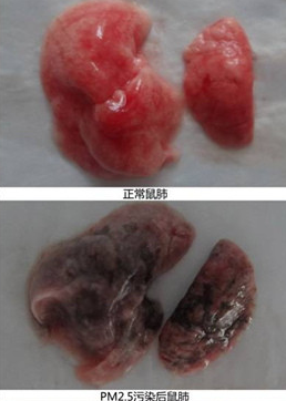 微博中的對比圖片 微博中的對比圖片