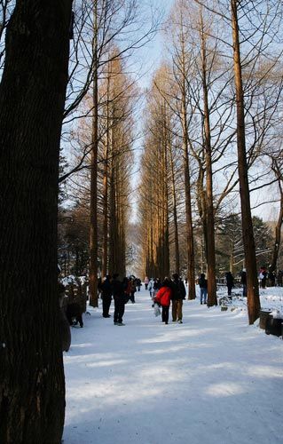 白樺林 攝影:北京老D 白樺林 攝影:北京老D