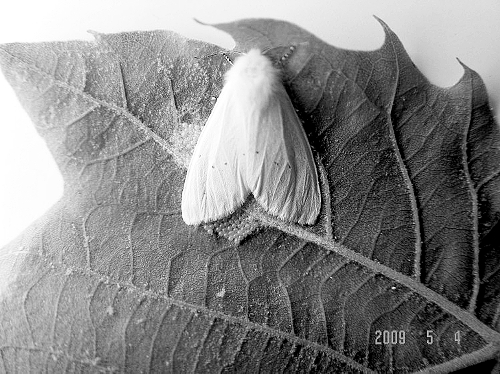 美國(guó)白蛾物種入侵河南55縣 40℃燙不死零下16℃凍不死 美國(guó)白蛾物種入侵河南55縣 40℃燙不死零下16℃凍不死