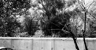 家長(zhǎng)們熱切盼望的天明路小學(xué)規(guī)劃地，就在這個(gè)郁郁蔥蔥的院里