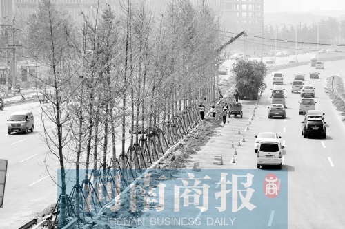 　西三環(huán)化工路，工人正在車道中間種植銀杏樹