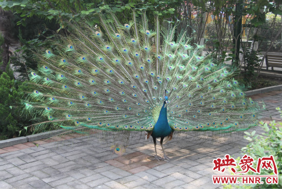 游客們來到動物園可以近距離觀賞孔雀開屏。
