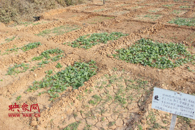 開(kāi)心農(nóng)場(chǎng)哦，你可以再這兒包地，無(wú)毒無(wú)公害綠色產(chǎn)品