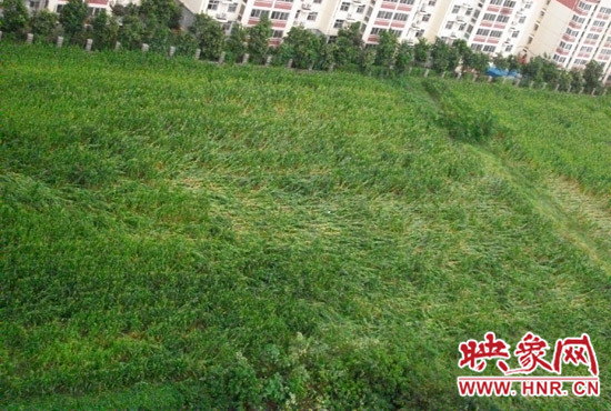 據(jù)映象網(wǎng)網(wǎng)友趙冠召反映，8月7日下午鄭州高新技術(shù)開(kāi)發(fā)區(qū)突降暴雨冰雹，致使附近農(nóng)田近三分之一玉米倒伏
