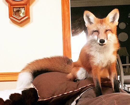 一只<a target='_blank' class='keywordsSearch'><p align=