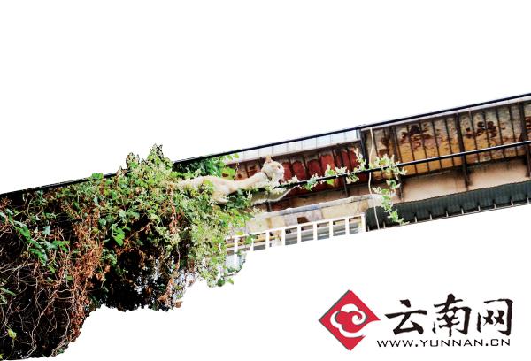 小貓下樹，但小貓就是不下來，反而爬到了一根緊貼著樹的電線上。