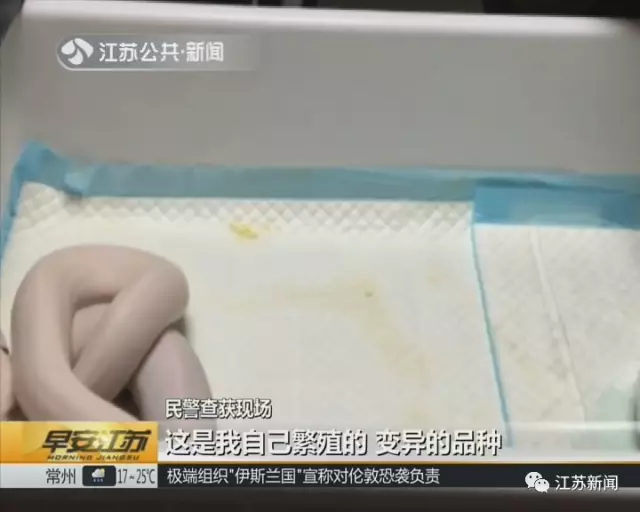 南京一小區(qū)內(nèi)28條蟒蛇盤(pán)踞 養(yǎng)它們的竟是90后小伙