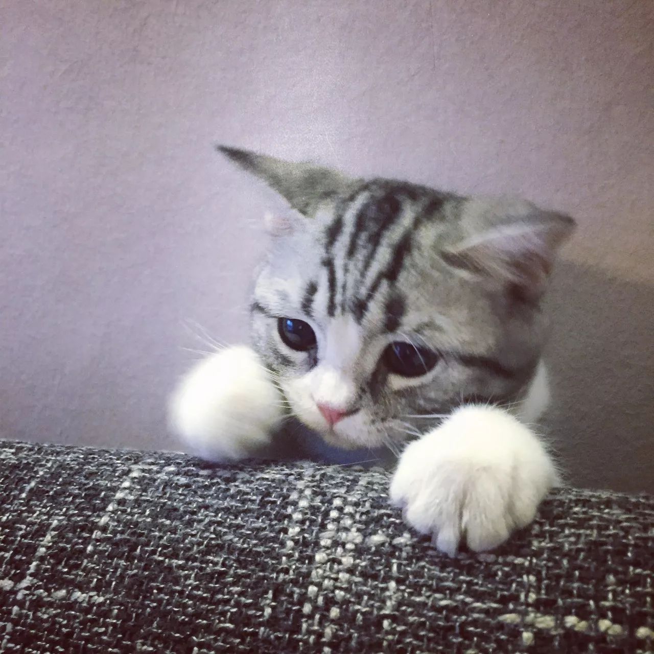 一只虛擬寵物貓叫價(jià)13億元？云養(yǎng)貓成真