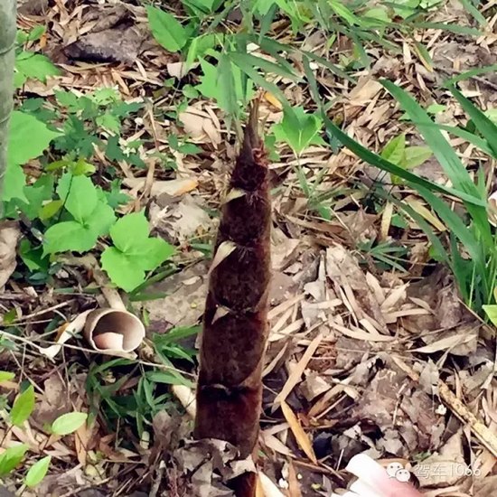 咦~這是什么？能吃嗎？