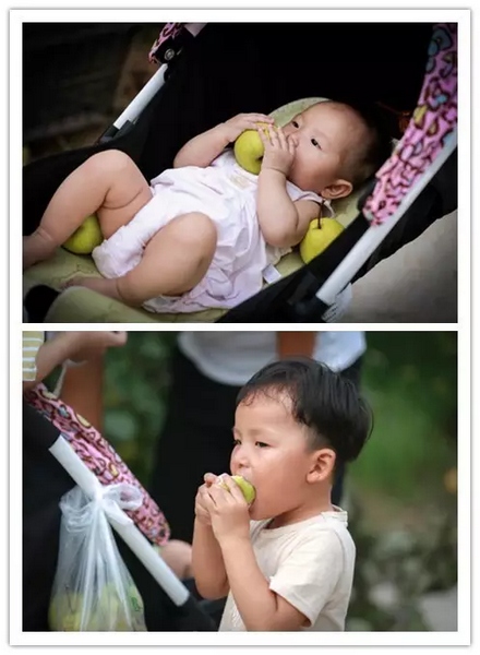 純天然無公害，新鮮采摘，直接入口！