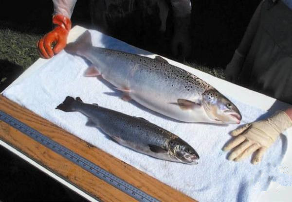 美國為何要率先吃轉(zhuǎn)基因動(dòng)物？