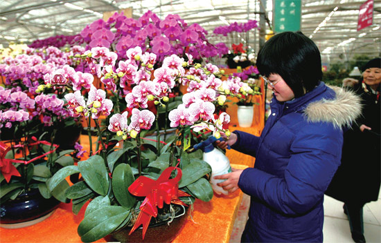 春節(jié)即將來臨，蝴蝶蘭依舊是節(jié)日花卉市場(chǎng)上最吸引眼球的品種，但銷量沒有去年同期好