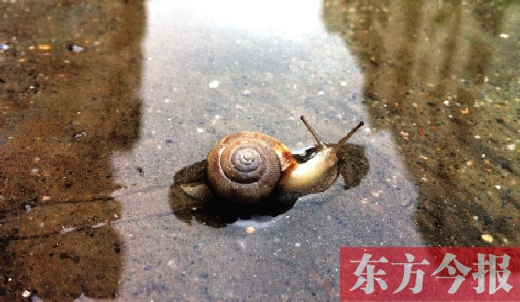 堵車俺不怕，就怕發(fā)大水，這不，一大早蹚水過街，現(xiàn)在已經(jīng)是下午了，俺還在馬路中間呢