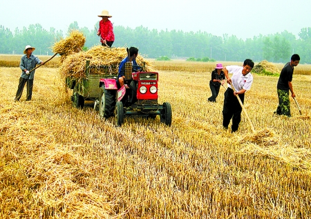 6月1日，舞鋼市礦建街道張我莊村幫扶隊(duì)員在幫村民收秸稈。