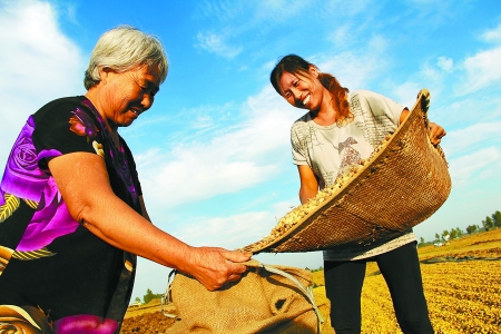 8月24日，內(nèi)黃縣城關(guān)鎮(zhèn)農(nóng)民在收獲早熟花生。