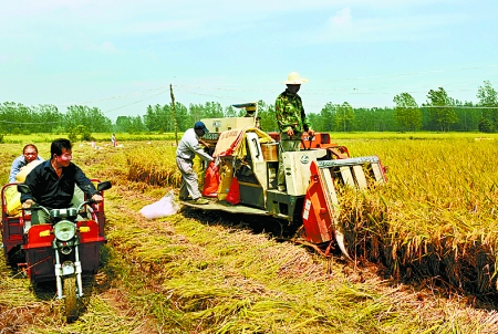 8月25日，農(nóng)機(jī)手在固始縣泉河鄉(xiāng)王樓村稻田里開(kāi)始機(jī)收水稻。