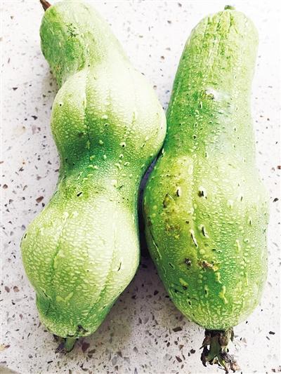 漯河市民菜市場買細(xì)長絲瓜 放四天“長胖” 文/圖 本報記者 吳艷敏 漯河市民菜市場買細(xì)長絲瓜 放四天“長胖” 文/圖 本報記者 吳艷敏