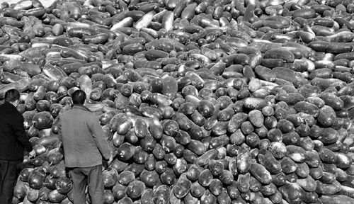 綠油油的冬瓜堆積如山。